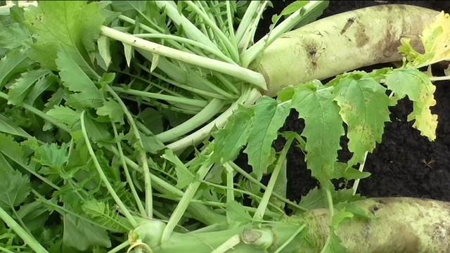 Урожай дайкона, редьки и репы.