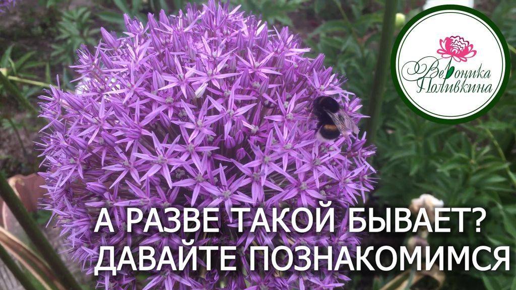 УДИВИТЕЛЬНЫЕ РАСТЕНИЯ В САДУ