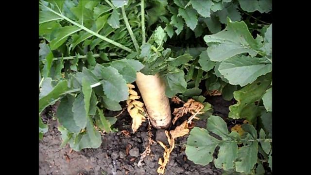 Урожай дайкона
