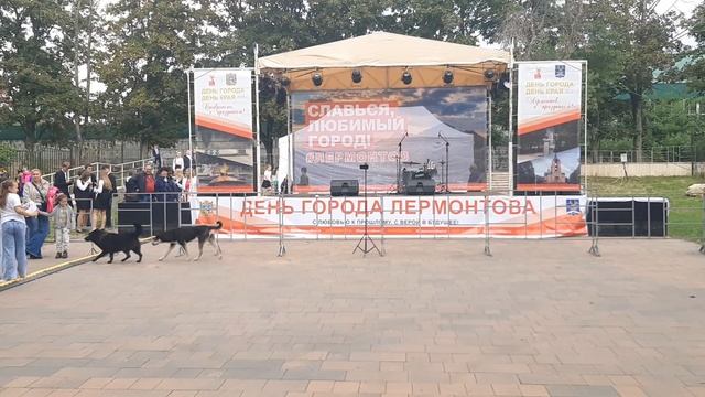 Две собаки пришли на концерт 20.09.2025