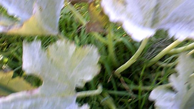 "Отработавший" куст кабачкового растения сорта "Цукеша"