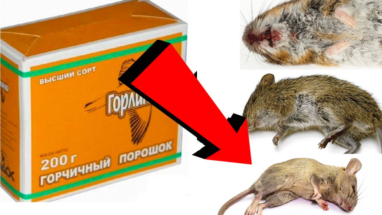 Как избавиться от мышей За 3 Секунды..!!...!!!!!...!!