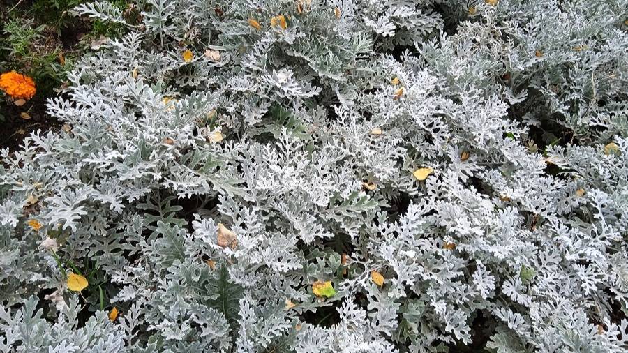 Цинерария серебристая: как вырастить однолетник и чем заправить лунку