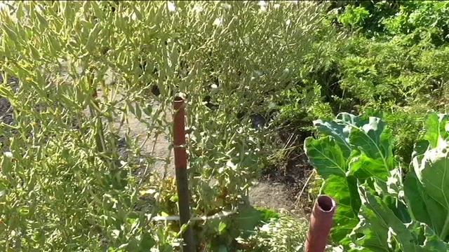 Уборка семян салата