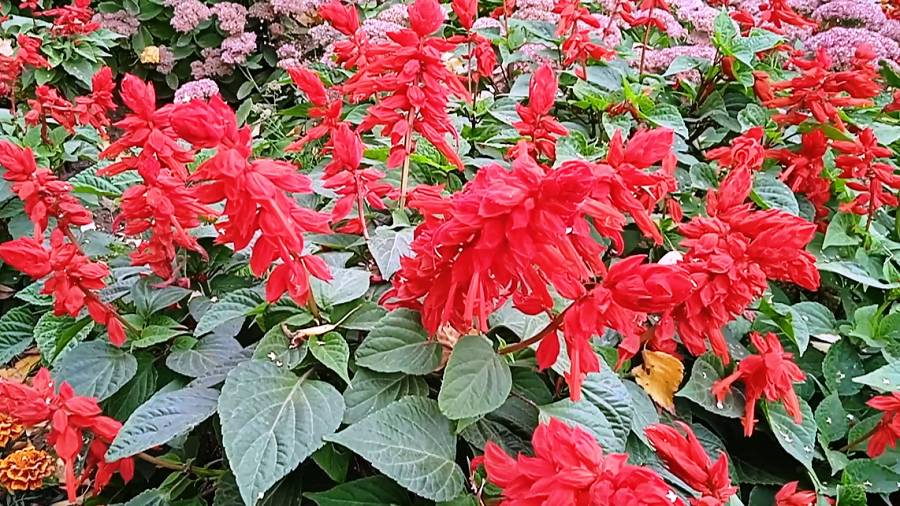 Цветы сальвия красная: в какой почве будет пышно цвести