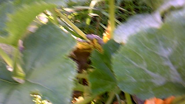 Обзор: малыши кабачкового растения сорта "Грибовские"