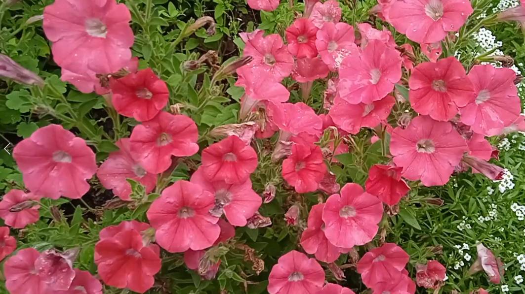 Петуния серии Лагуна 20 сентября: цветение все также обильное как летом