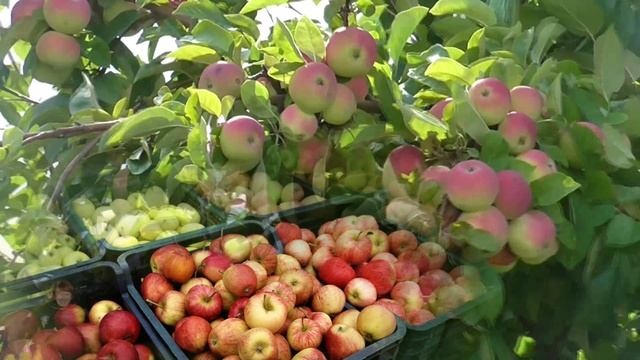 Падают яблоки...Игорь Скляр