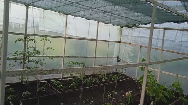 22.6.25г.  🐈🐈🐈Котики порвали Плёнку в Теплице!!!    Обзор в ТЕПЛИЦЕ!!!