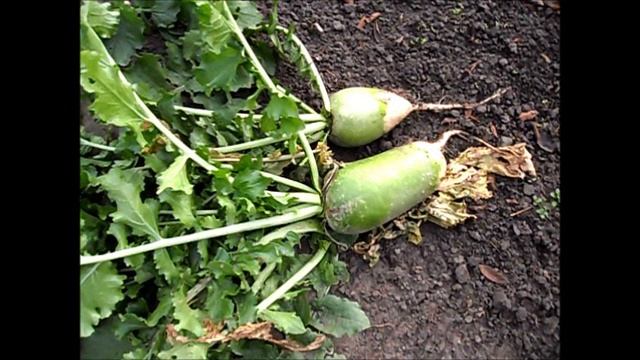 Урожай редьки