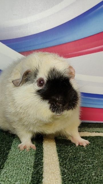 #продаюморскуюсвинку Изюмчик #американскийтедди +79215950848 #купитьморскуюсвинкупродаю