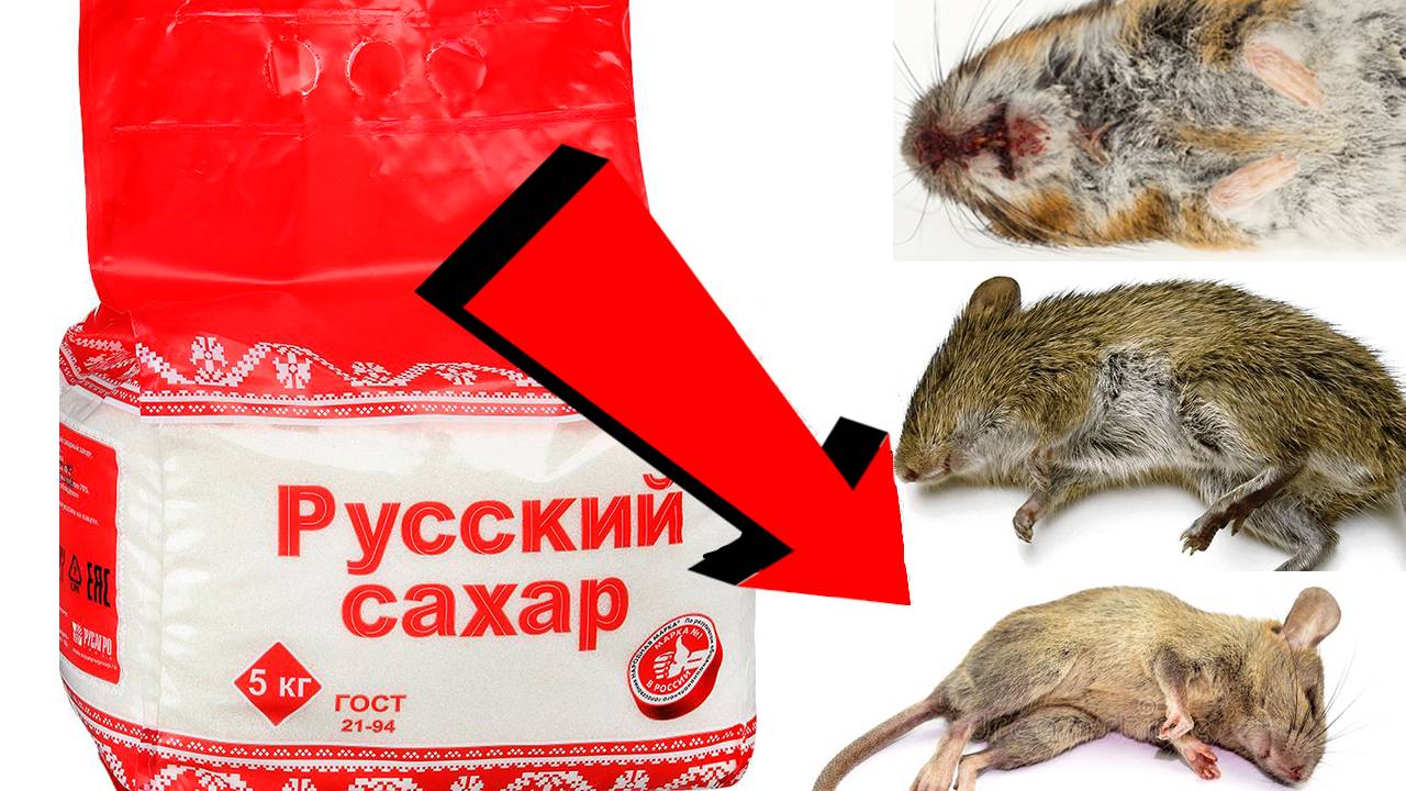 Как избавиться от мышей За 3 Секунды..!!...!!!...!!