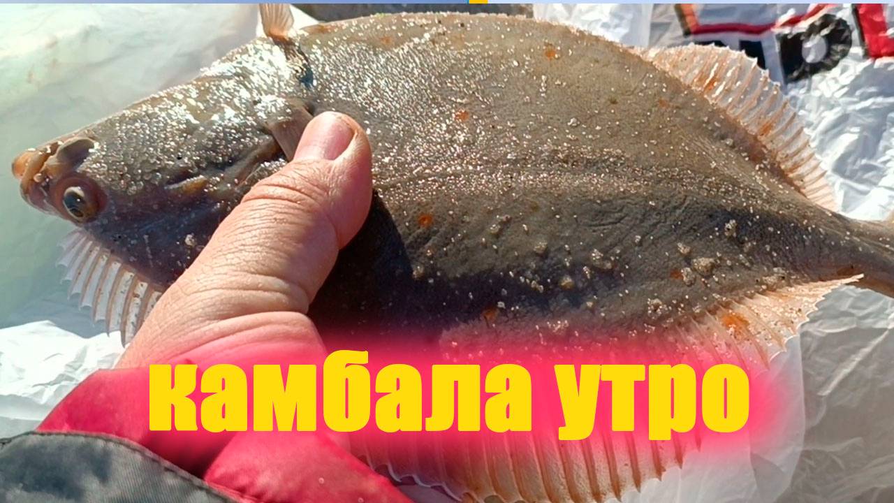 Камбала, утро на балтийском море.