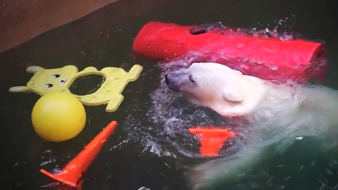 У медвежат Белки и Стрелки в воде плавают зайцы, но и со старыми игрушками медвежата играют охотно.