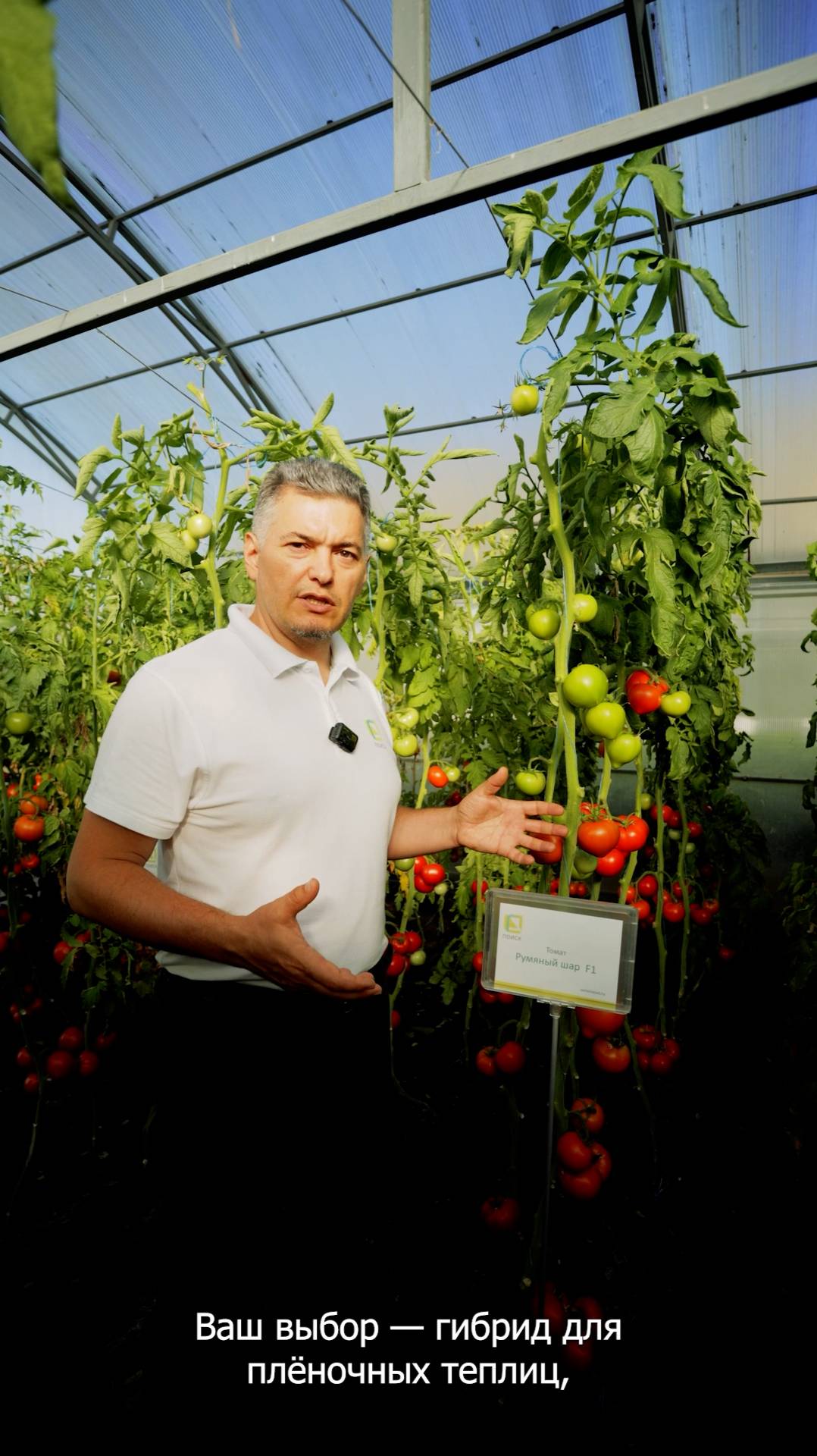 Томат для пленочных теплиц Румяный шар - идеален для промышленного производства.