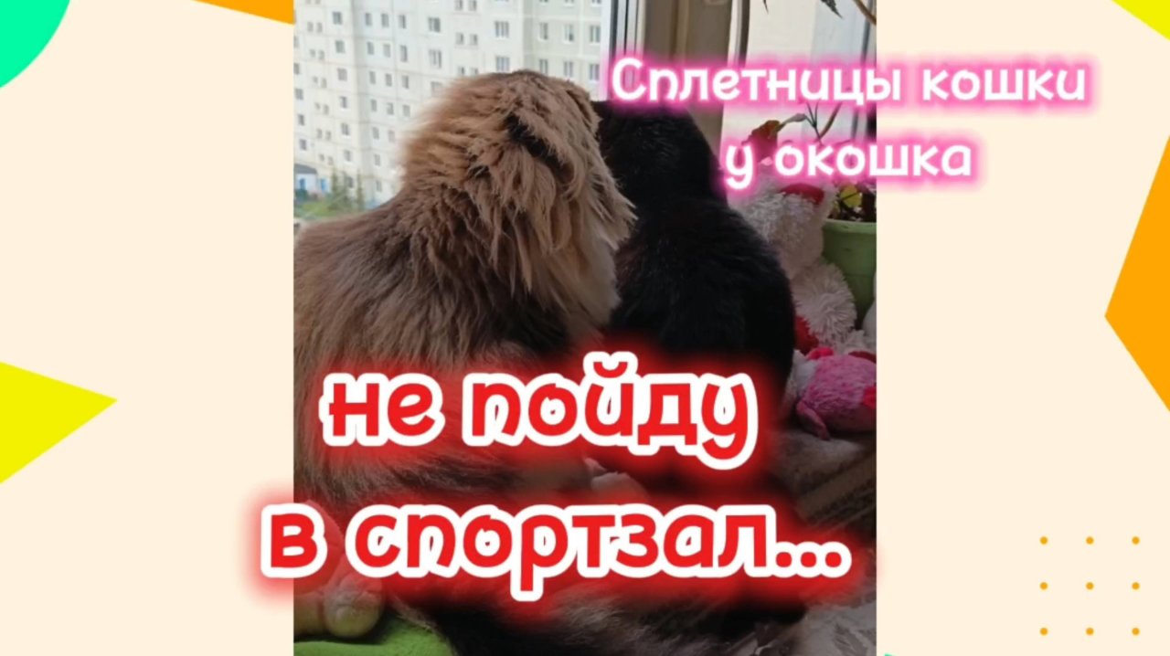 Кошки с озвучкой.