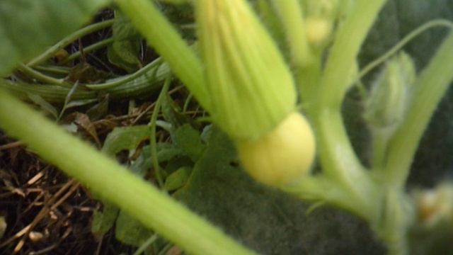 Обзор: "Маленький тыквёнок в сентябре 2025"