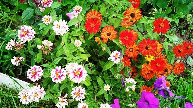 Цинния низкорослая 20 сентября радует обильным цветением