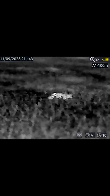 Подранок и опасный кабан