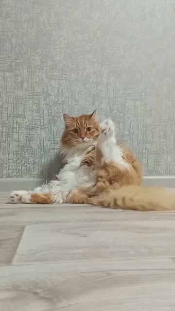 Запишите, а то забудете 😺