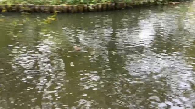 Царицыно, пруд, утки...