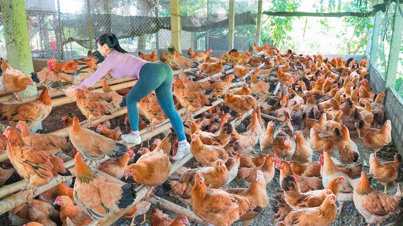 Harvest Many Big Chickens At The Chicken Farm, Use 3-Wheeled Truck Transport Chickens Go To Sell.