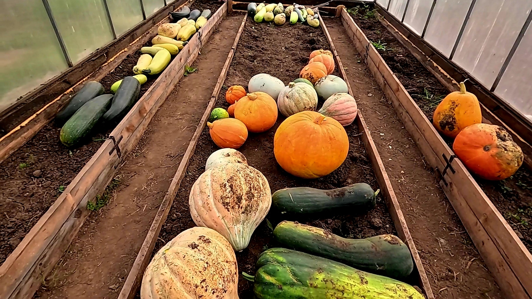 Простые ПРАВИЛА как ВЫРАСТИТЬ ТЫКВУ и получить МЕГА УРОЖАЙ!!