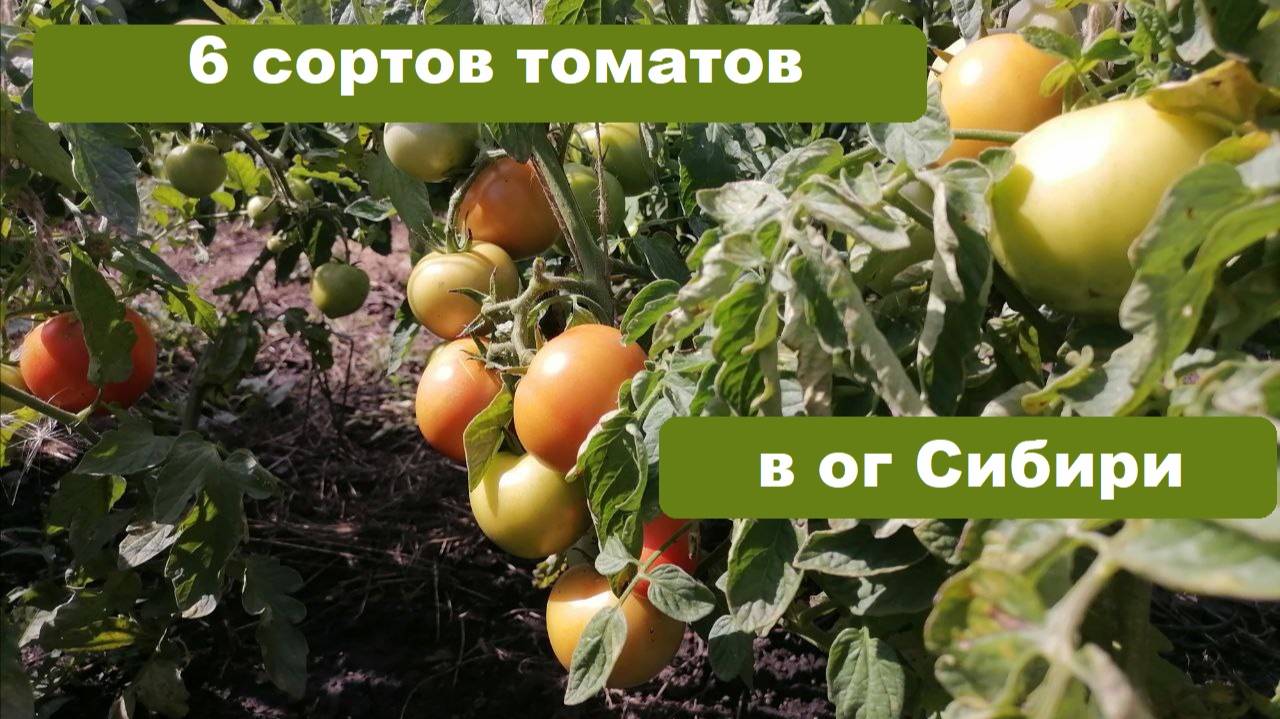 6 сортов томатов в открытом грунте Сибири, описание, отзыв
