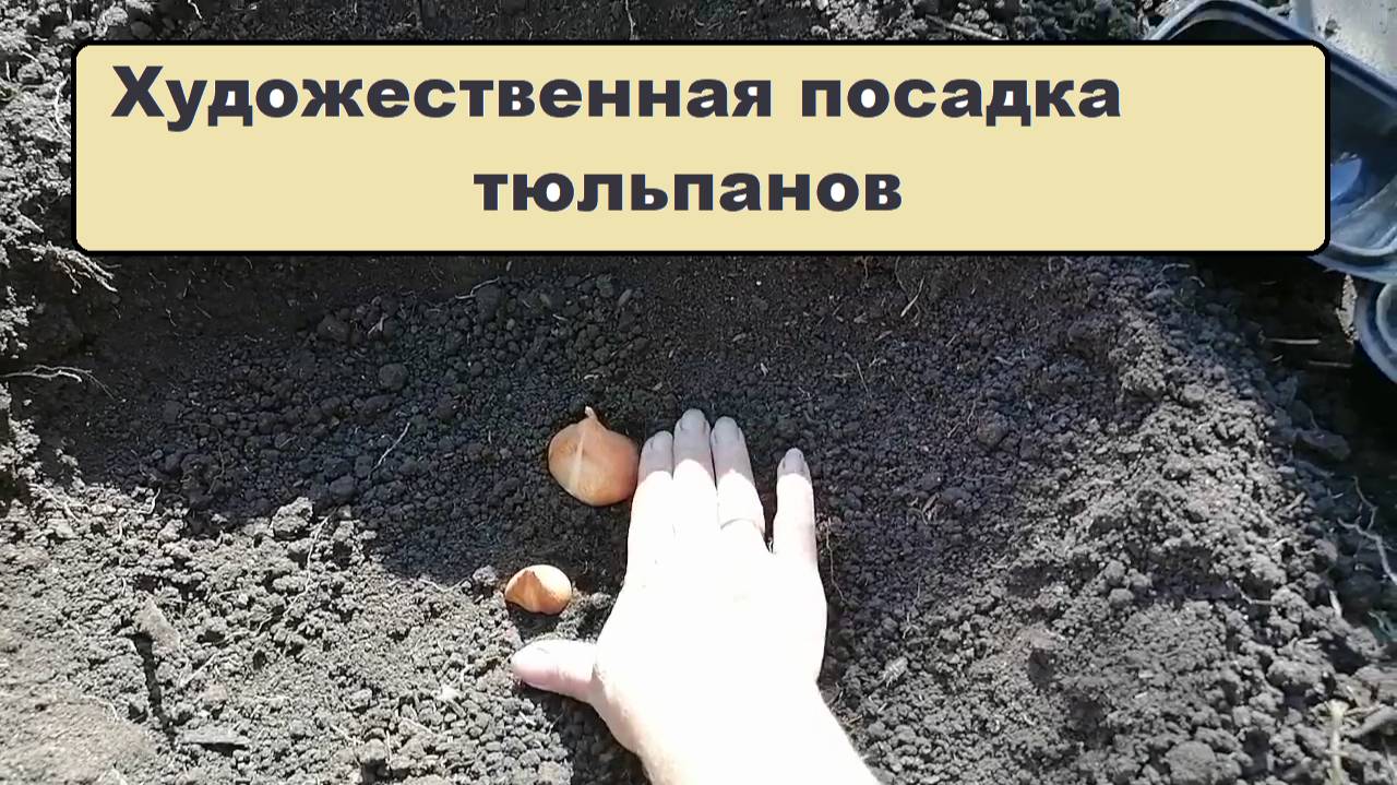 Посадка тюльпанов букетом, на разную глубину