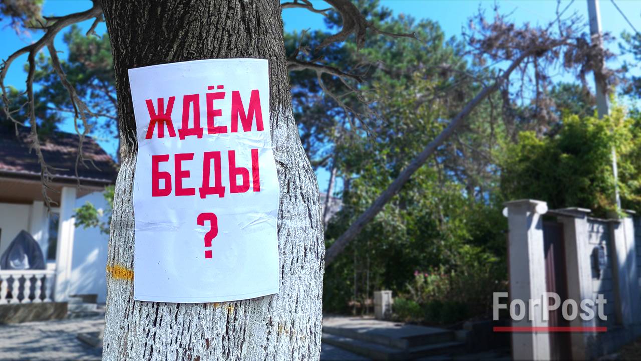 В Севастополе четыре дня ждут, когда дерево упадёт кому-нибудь наголову – сюжет ForPost