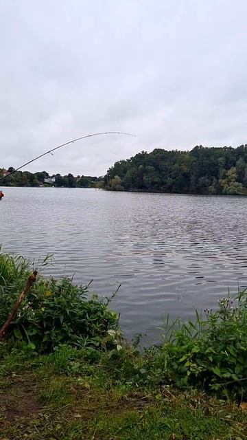 🎣 Окунь, добыча на отводной поводок _ Рыбалка в озере LIVE
