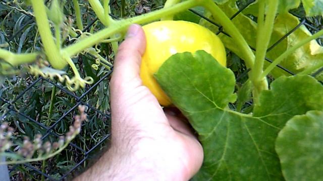 Обзор: "Затаившаяся тыква!"