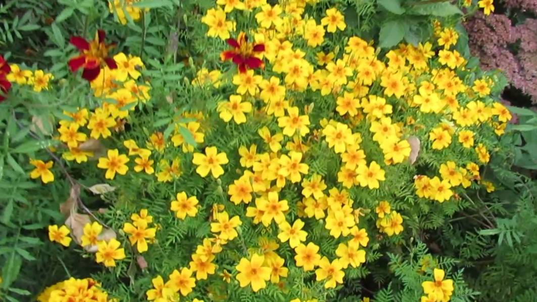 Бархатцы тонколистные на клумбе словно облачко усыпанное цветами