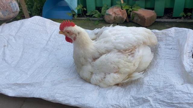 Бройлерам жарко сегодня было. Петушок прохлаждается. 22 сентября