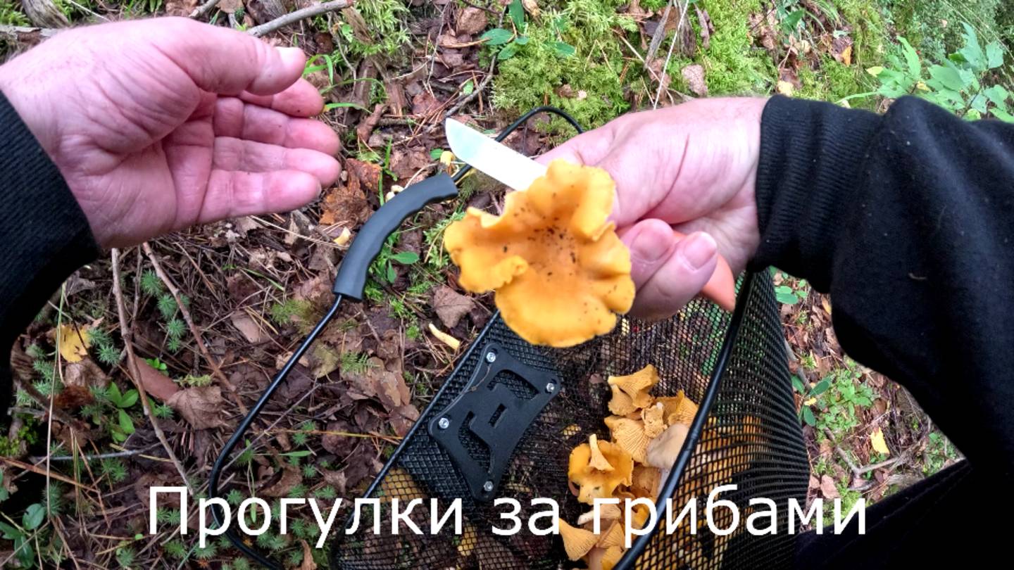 Прогулки за грибами.  Посмотрел место установки фото.ловушки, и собрал лисичек.