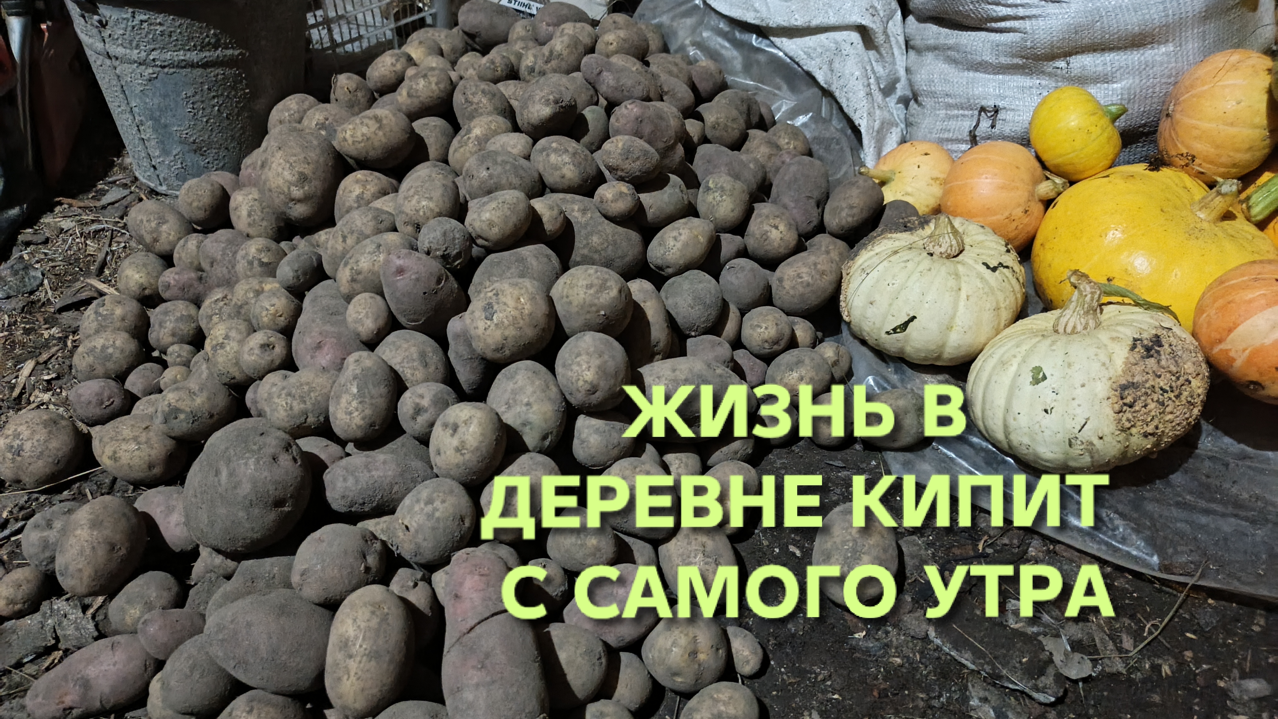 Жизнь в деревне кипит с самого утра Что нужно сделать с картошкой перед тем как спустить в погреб