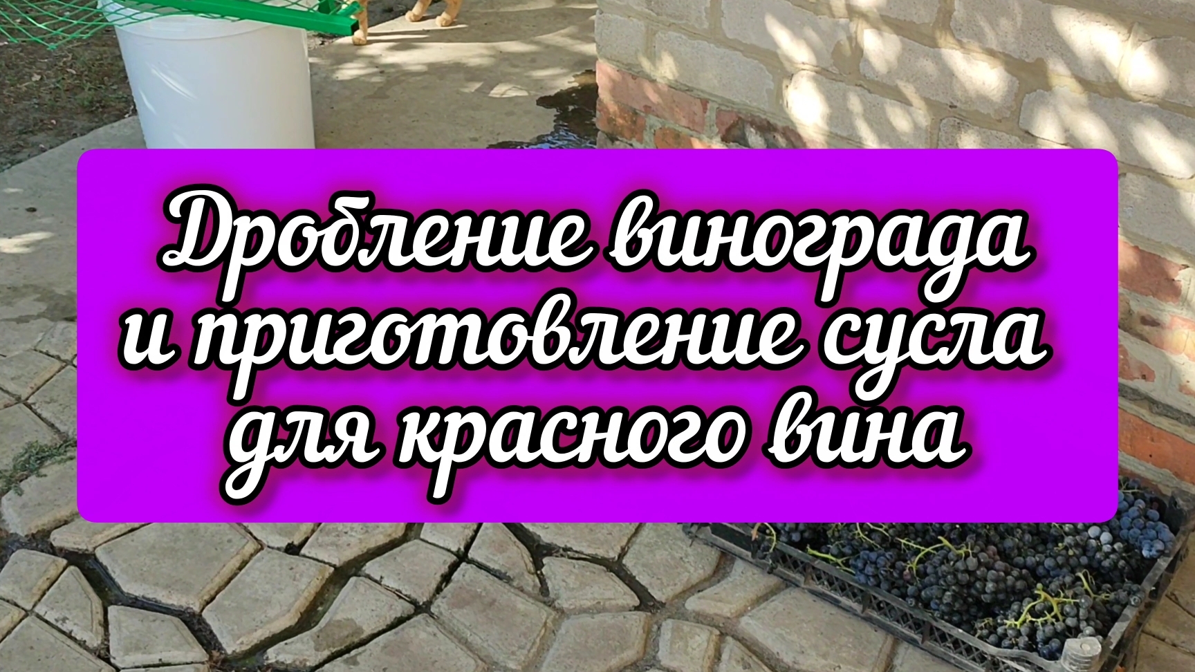 Дробление винограда и приготовление сусла для красного вина