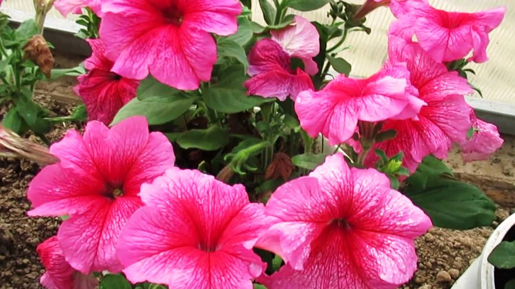 Как растет петуния через 2 недели после стрижки и обзор колеусов