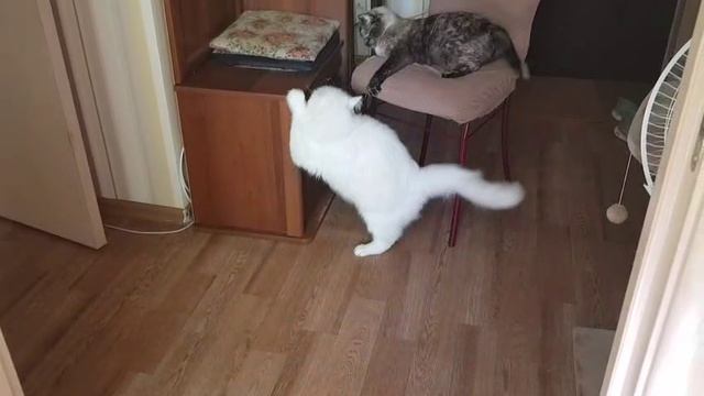 Леся и Сёма -"Дай куснуть"!