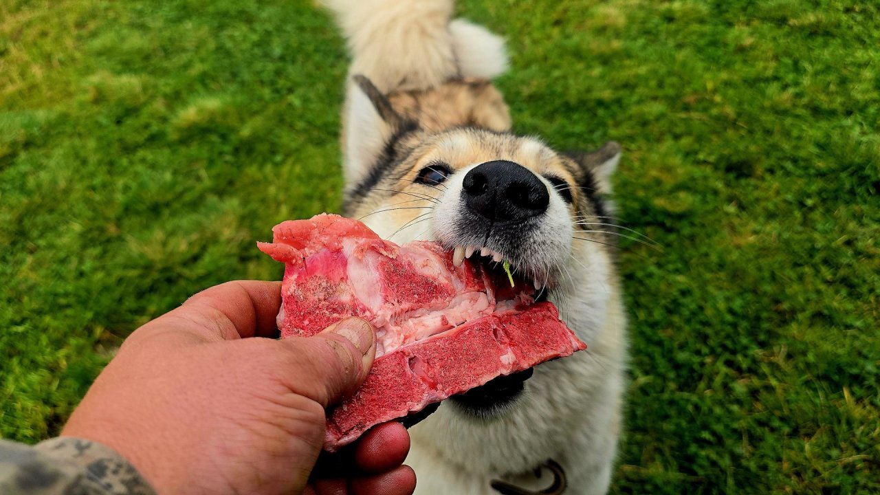 Вкусняшки на газоне