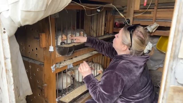 Бройлеры у меня на даче. Подруга с ними поет песни...