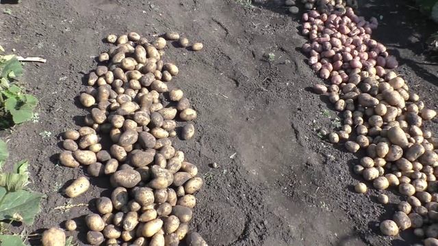 Урожайность картофеля