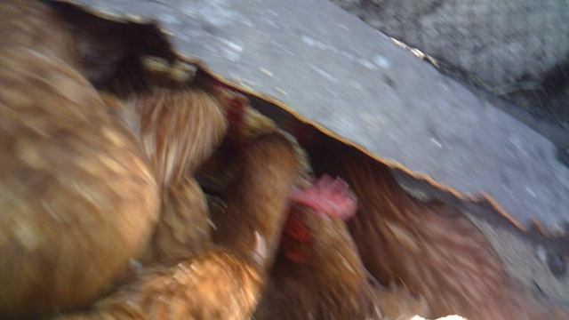 Кормление курочек 23 сентября 2025