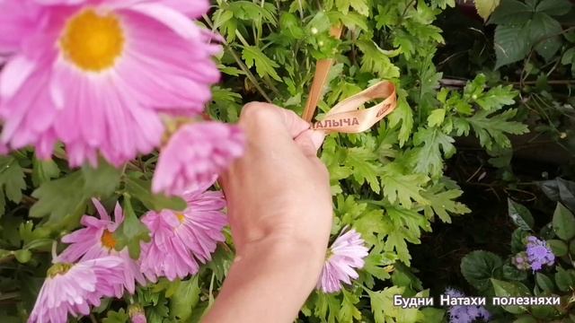 Хризантемы осенью! Одни из самых любимых!