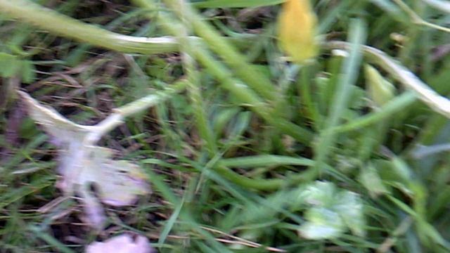 Обзор: "Наше кабачковое растение №2"