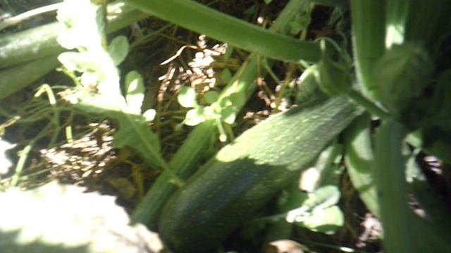 Обзор нашего нового тыкводромного кабачка!