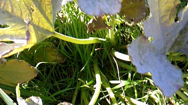 Обзор: "наше 1-е засыхающее кабачковое растение"