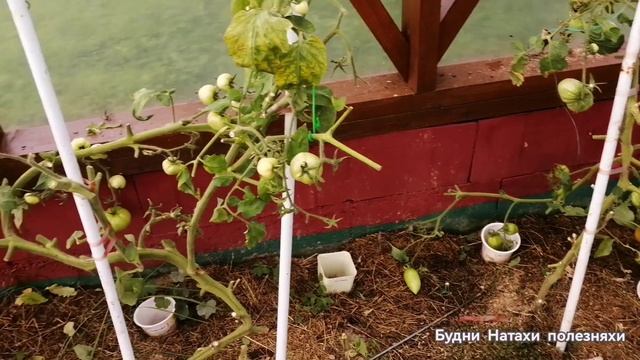 Почти последнии помидоры!