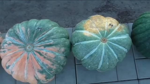 Урожайность тыквы