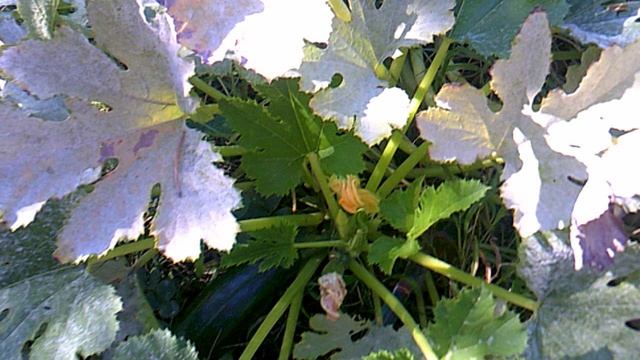 Обзор: "Наше третье кабачковое растение сорта Цукеша"